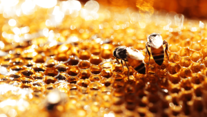 Bee Propolis: Nature’s Wellness Secret